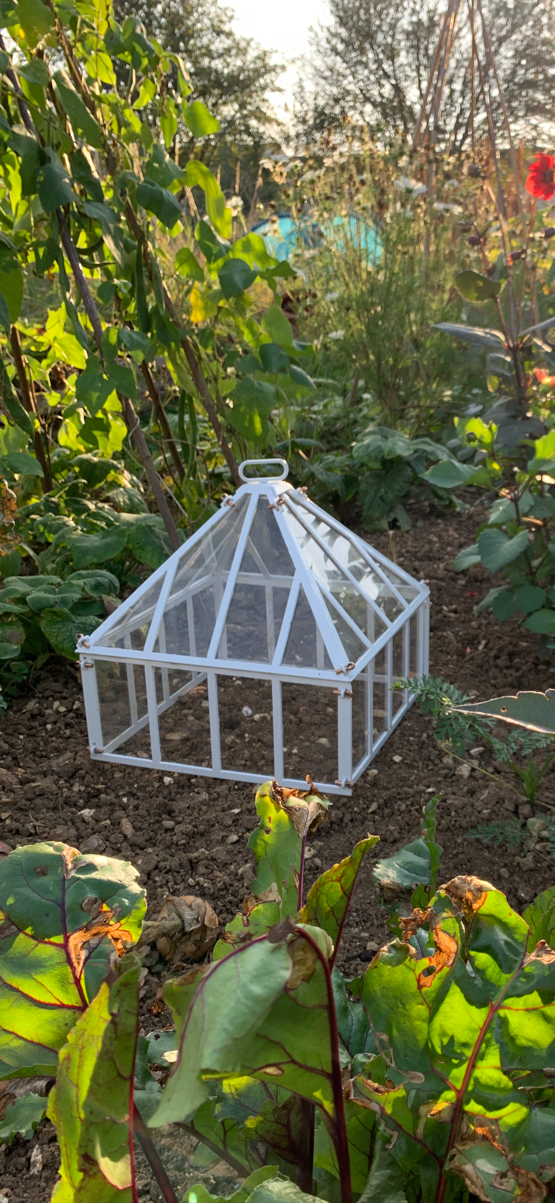 Jekyll Cloche