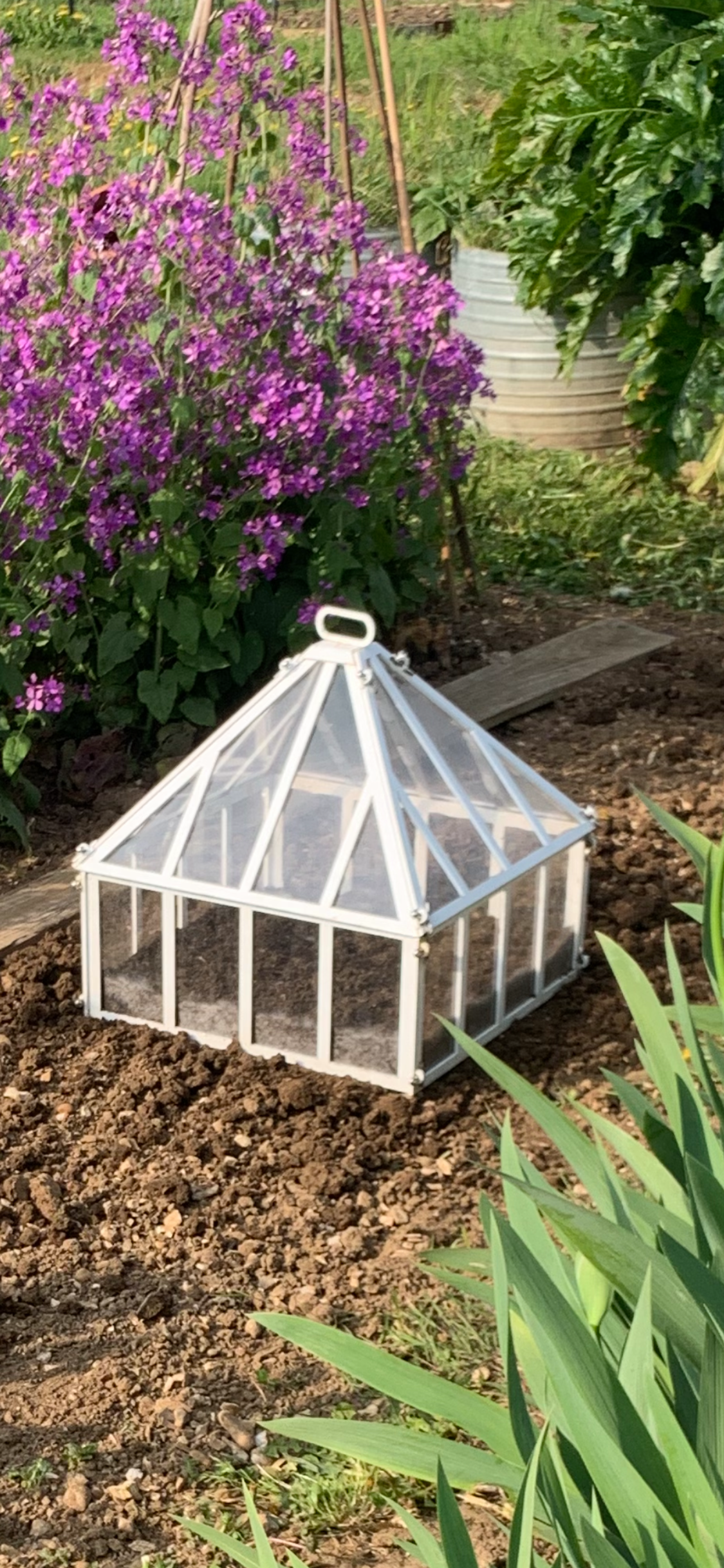 Dodson Cloche