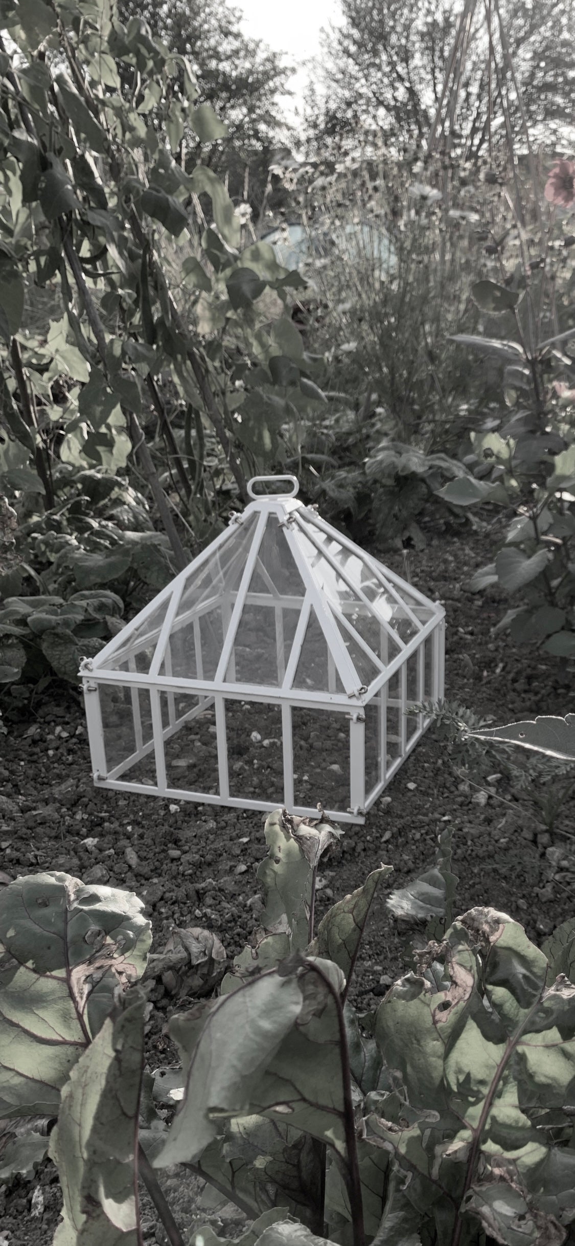 Dodson Cloche
