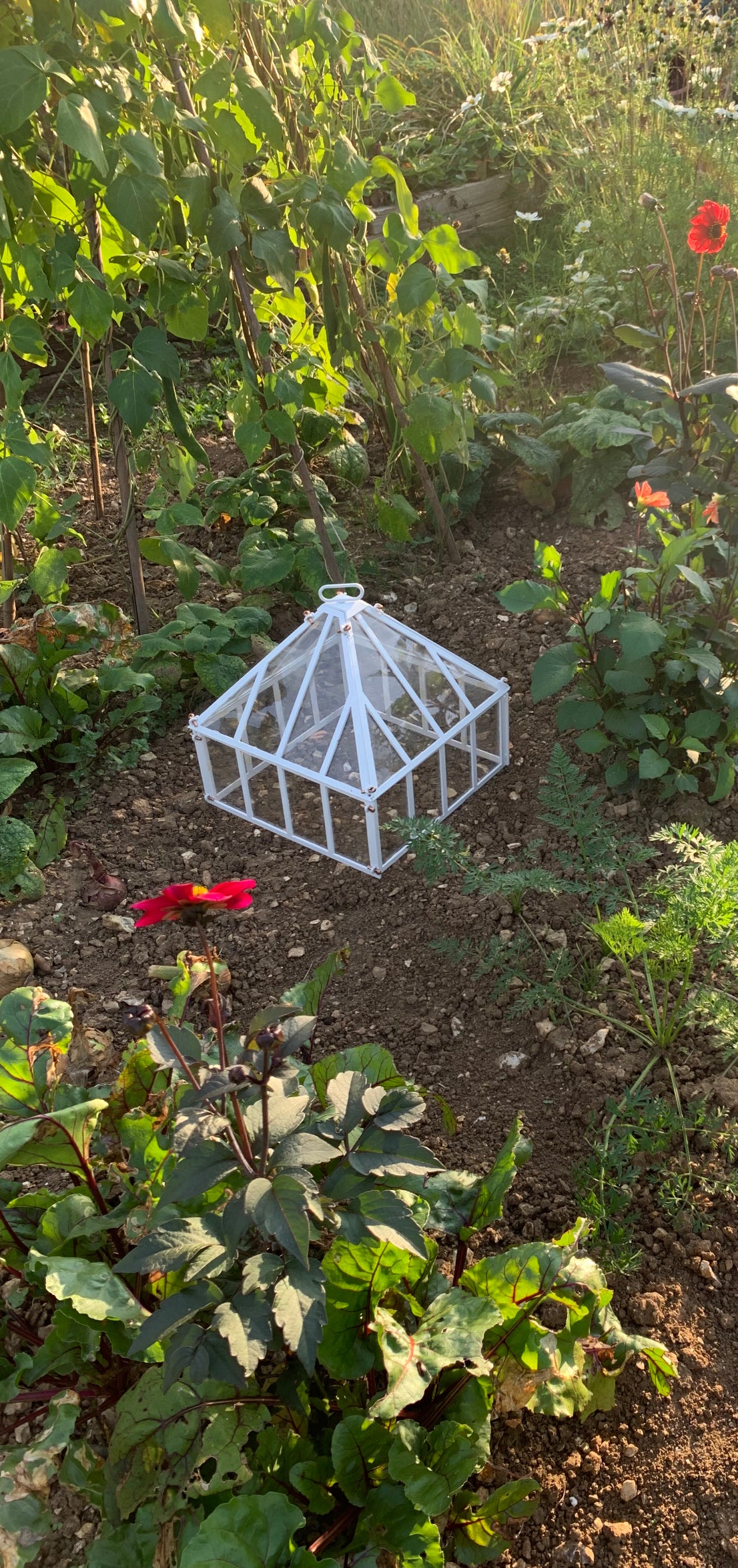Jekyll Cloche