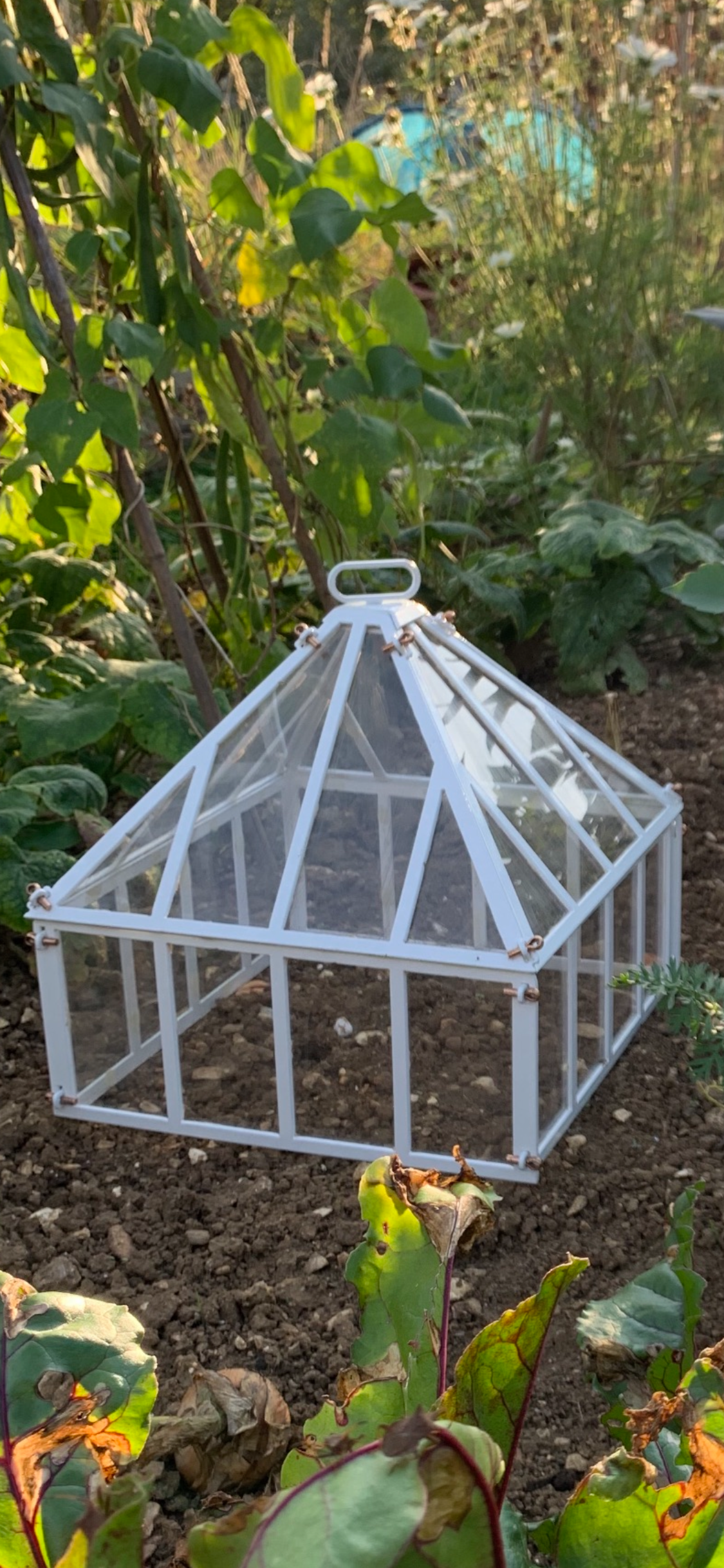 Dodson Cloche